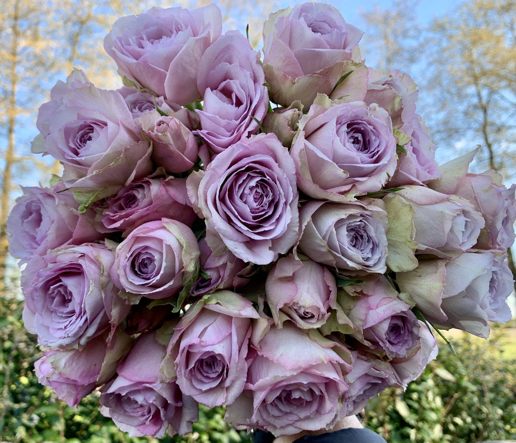 Roses