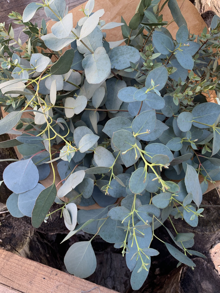 Eucalyptus bunch